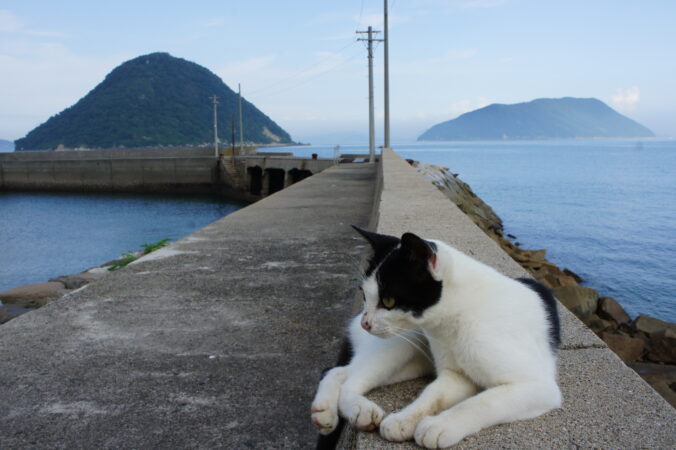 猫の島へ行こう！岡山県・真鍋島＆香川県・佐柳島の行き方 - 猫も和菓子も